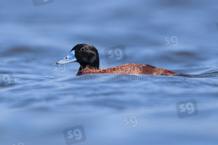 Maccoa Duck, side view of an adult male swimming in a lake