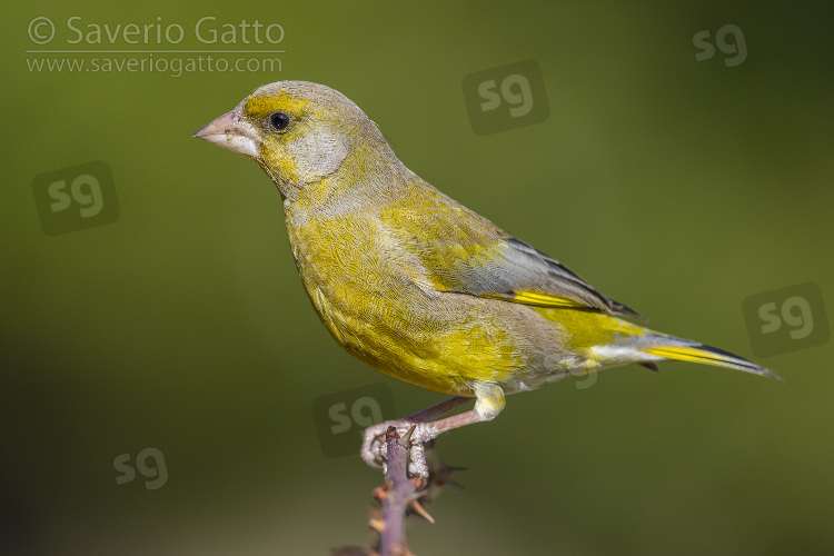 European Greenfinch, side view of an adult male perched on a branch