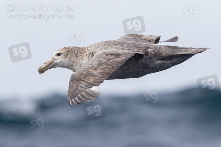 Northern Giant Petrel, individual in flight over the sea