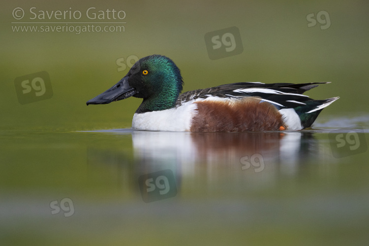 Northern Shoveler, side view of an adult male swimming in a marsh