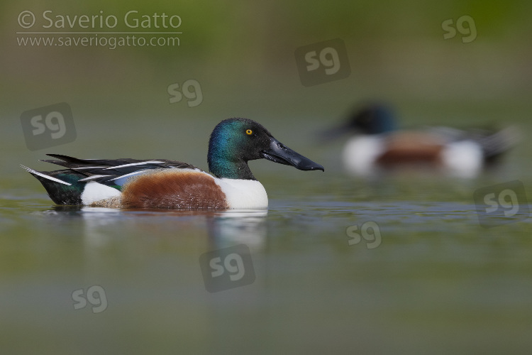 Northern Shoveler, side view of an adult male swimming in a pond