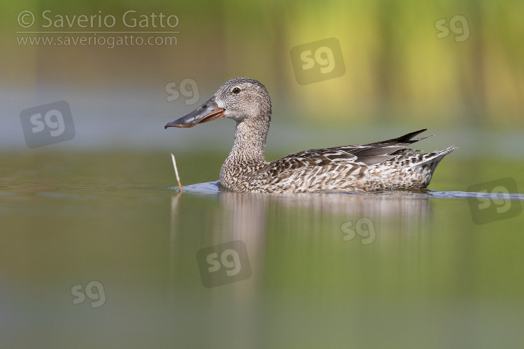 Northern Shoveler, side view of an adult female swimming in the water