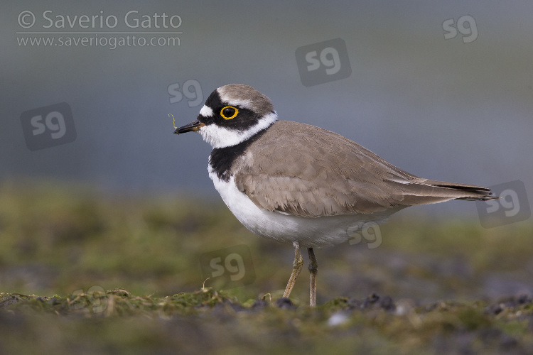 Little Ringed Plover, side view of an adult standing on the ground