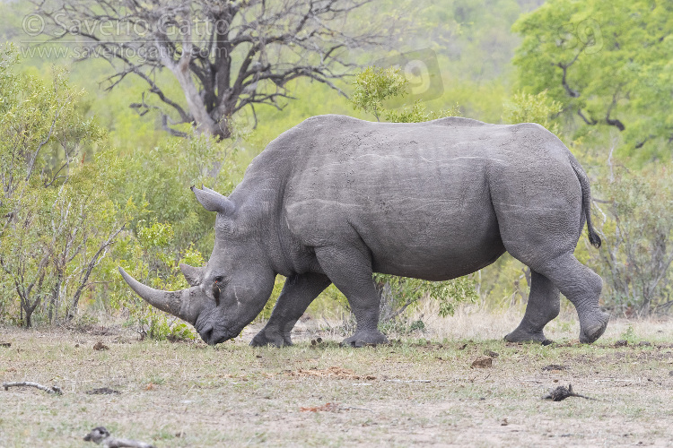 White Rhinoceros, side view of an adult male walking