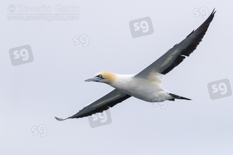 Cape Gannet, adult in flight