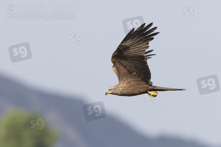 Black Kite, side view of an adult in flight