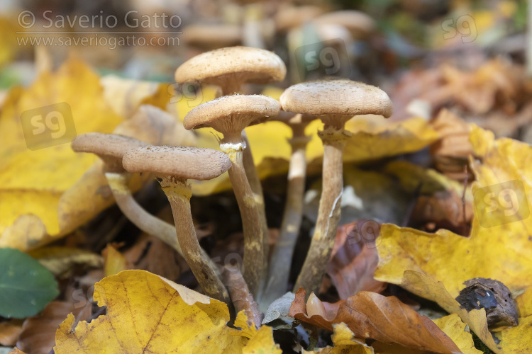 Honey Fungus, mushrooms among autumn leaves