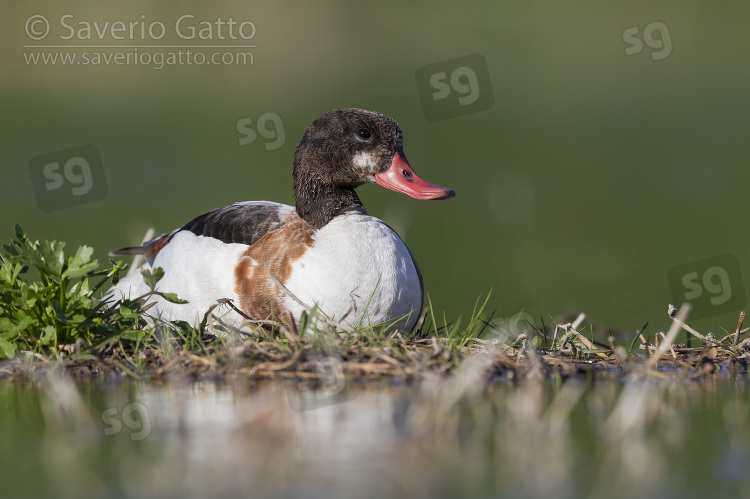 Common Shelduck, second cy juvenile sitting on the ground