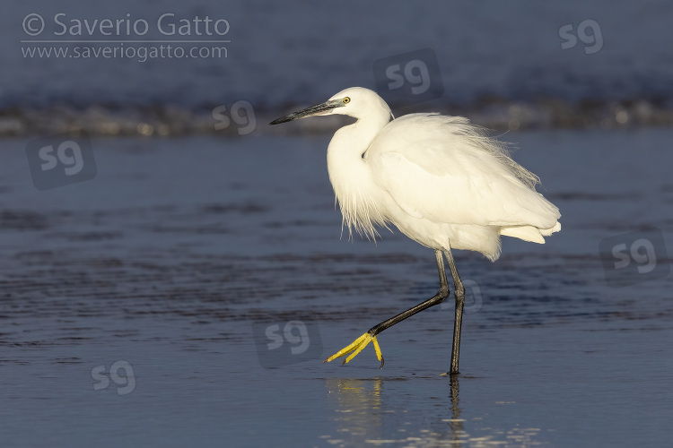 Little Egret, side view of an adult standing on the shore
