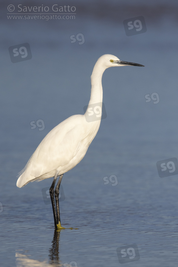 Little Egret, idividual standing on the shore