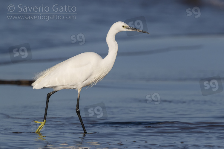 Little Egret, side view of an individual walking on the shore