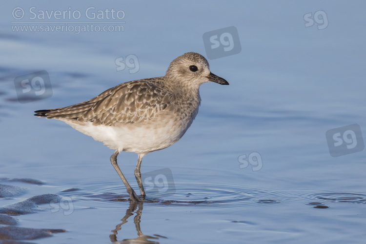 Grey Plover, side view of an adult in winter plumage standing in the water