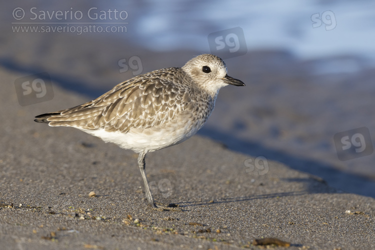 Grey Plover, side view of an adult in winter plumage standing on the sand