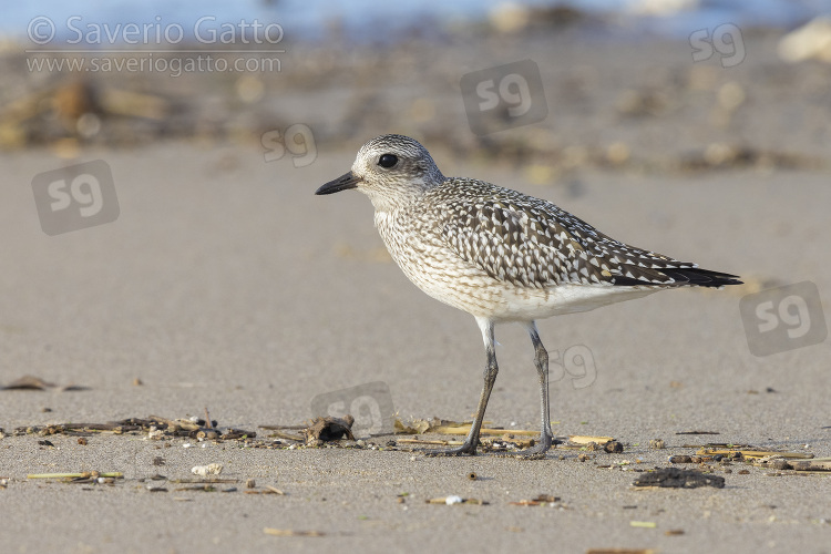 Grey Plover, side view of a juvenile standing on the sand