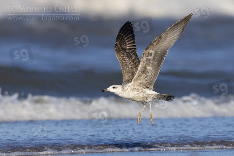 Yellow-legged Gull, side view of a juvenile in flight