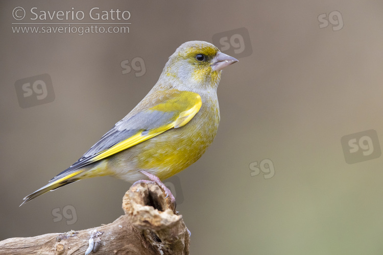 European Greenfinch, side view of an adult male in winter plumage perched on a branch