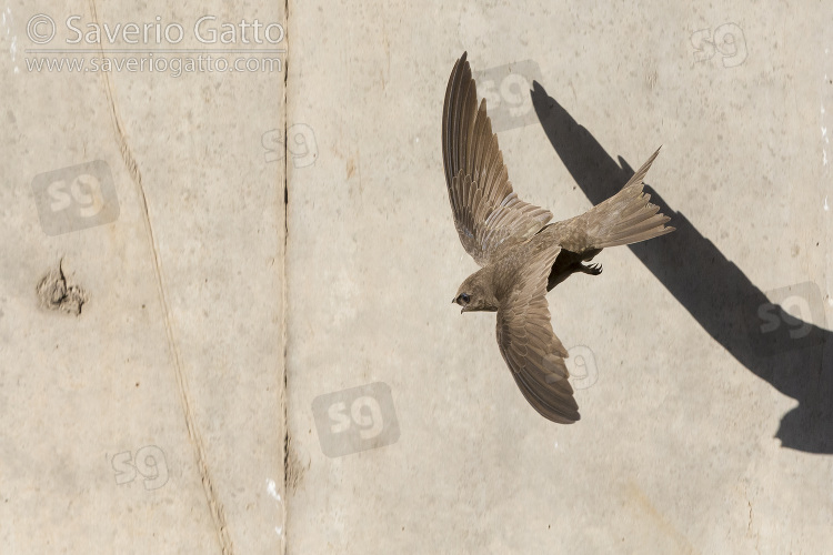 Pallid Swift, adult in flight seen from the above