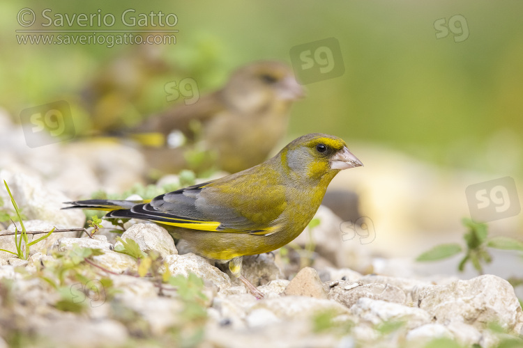 European Greenfinch, side view of an adult male standing on the ground