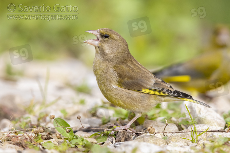European Greenfinch, side view of an adult female standing on the ground