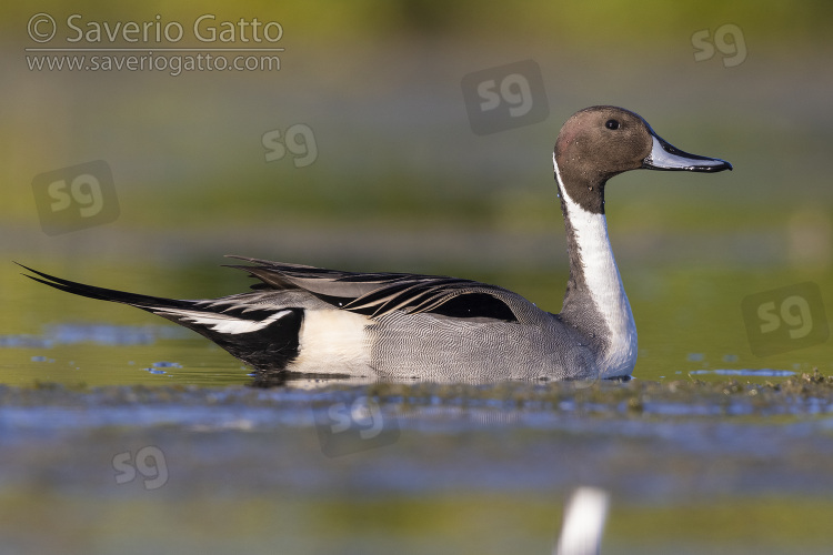 Northern Pintail, side view of an adult male in the water