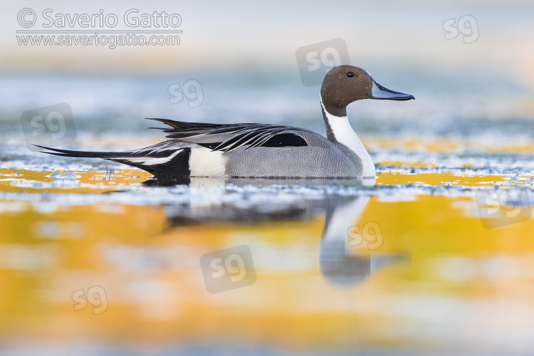 Northern Pintail, side view of an adult male in the water