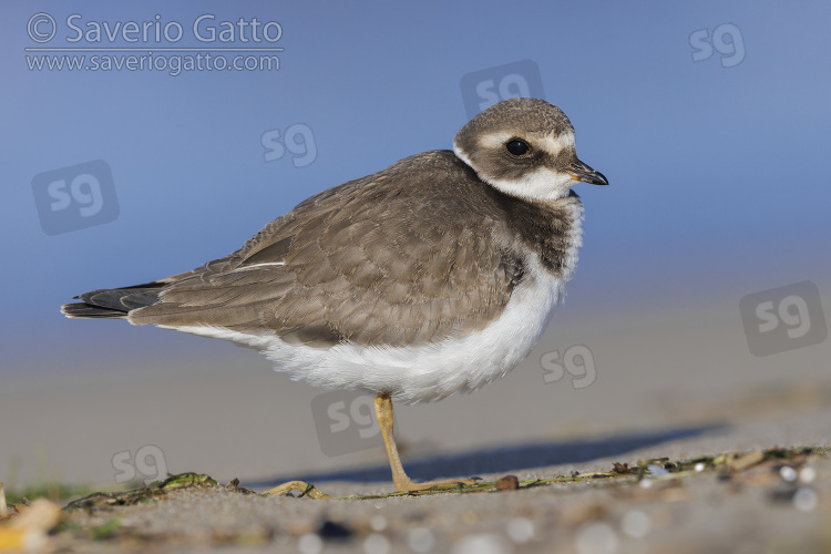 Ringed Plover, side view of a juvenile standing on the sand