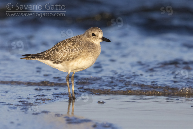 Grey Plover, side view of an adult in winter plumage standing in the water