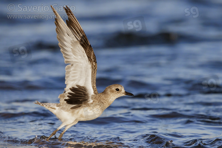 Grey Plover, side view of an adult in winter plumage taking off from the water
