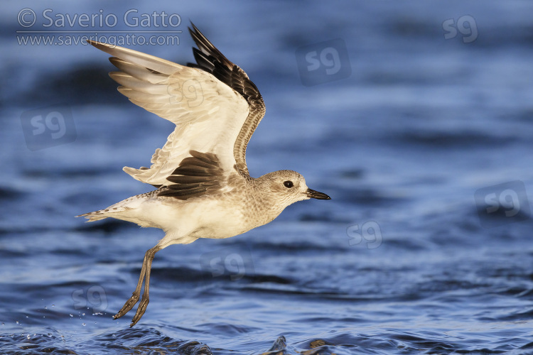 Grey Plover, side view of an adult in winter plumage in flight