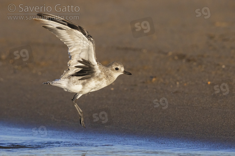 Grey Plover, side view of an adult in winter plumage in flight