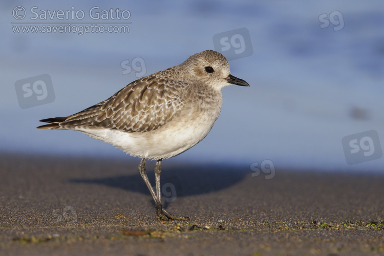 Grey Plover, side view of an adult in winter plumage standing on the sand