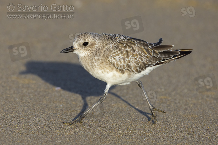 Grey Plover, side view of an adult in winter plumage running on the sand
