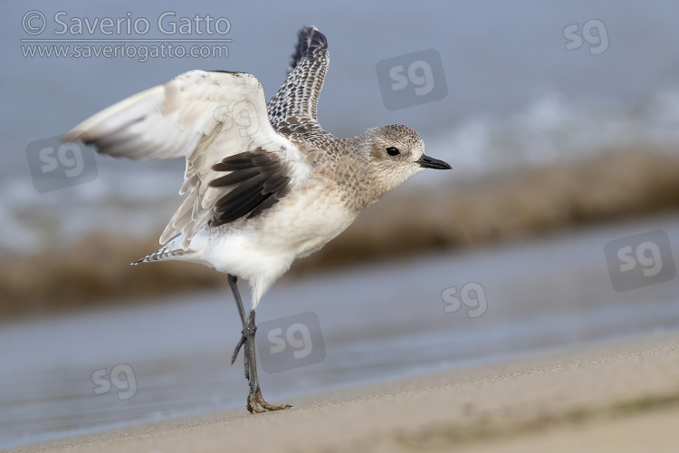 Grey Plover, side view of an adult in winter plumage standing on a beach with its wing opened